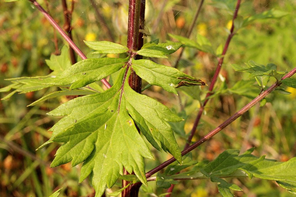 Artemisia vulgaris / Assenzio selvatico